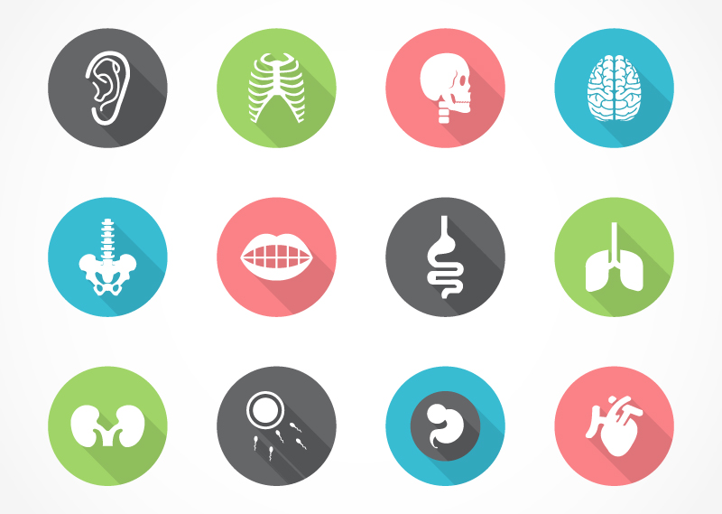 12 車rganos humanos icono material de vectores