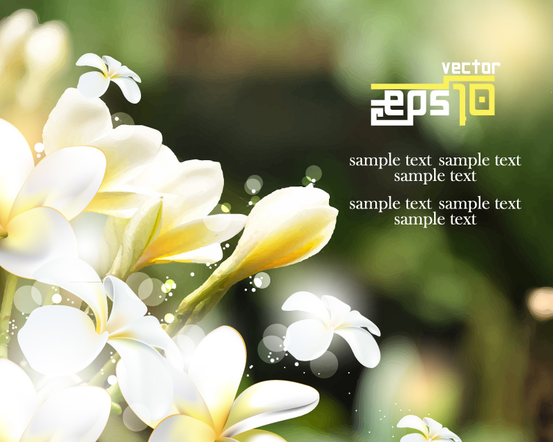 Myanmar gardenia vector material frangipani amarillo
