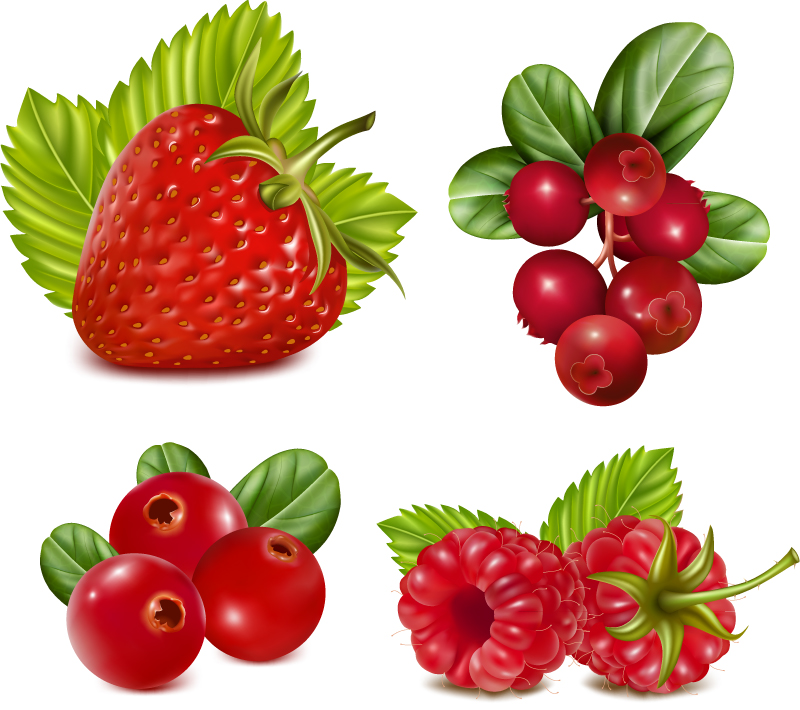 Material de diseño vectorial 4 frutos rojos