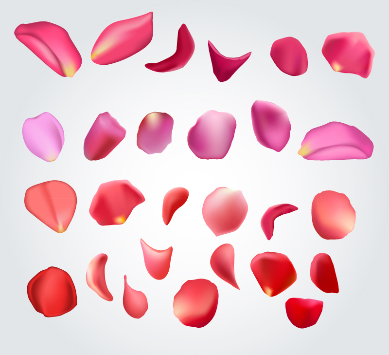 27, rosa vector material diseño p¨¦talo
