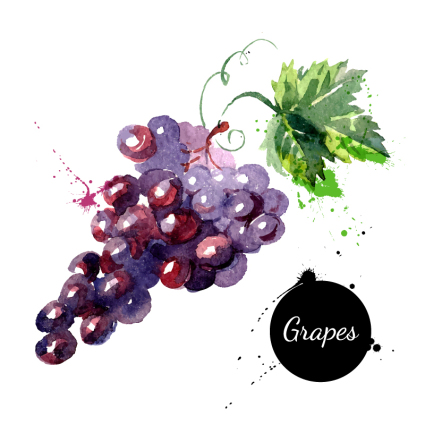 Acuarela deliciosas uvas vector material