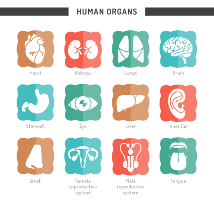 12 tipos de 車rganos humanos del icono del vector