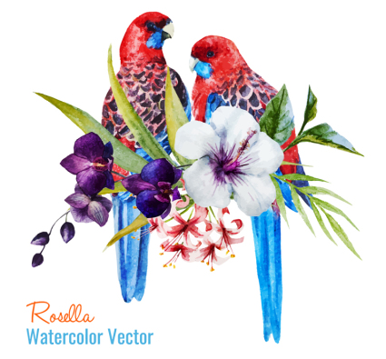 Pintado vector material Loro agua de rosas