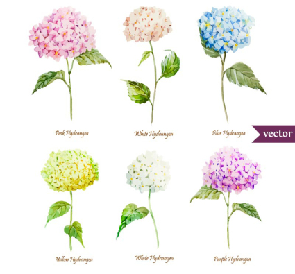 6 hermosas hortensias Vectores acuarela