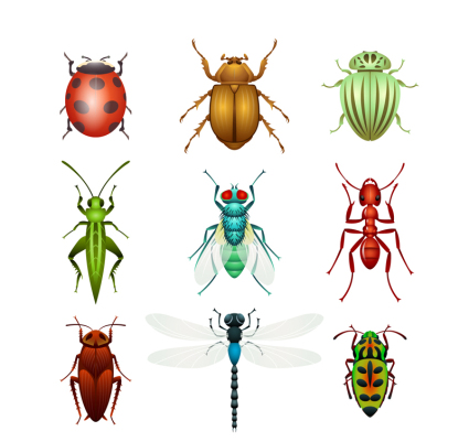 9 tipos de material de diseño insecto vector