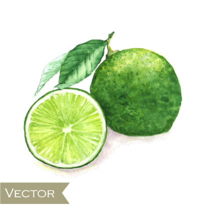 Pintura de agua verde limones vector material