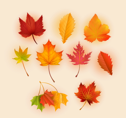 9 exquisito hojas de otoño vector material