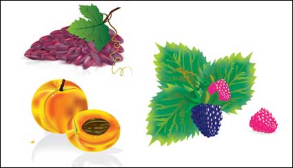 Varias frutas comunes de vectores materiales
