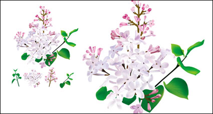 Hierbas medicinales chinas - vector Lila original