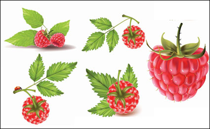 Bayas rojas del vector material