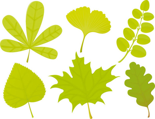 Una gran variedad de formas de la hoja 04 - vector de material