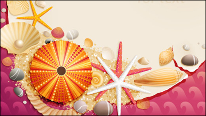 Conchas y estrellas de mar de material 01 - Vector