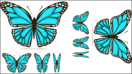 Materiales hermosa mariposa 03 - vector