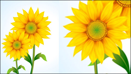 Girasol hermoso vector de material