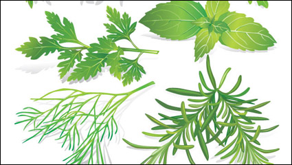Hojas de hierbas 05 - vector de material
