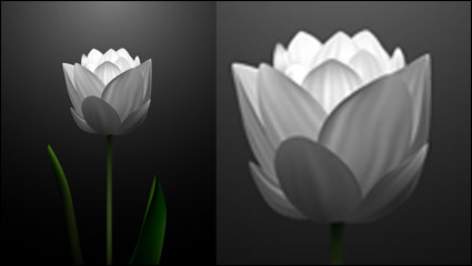 Tulipanes blancos de material de vectores -2