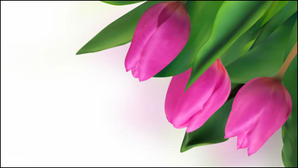 Tulipanes brillantes 04 - vector de material