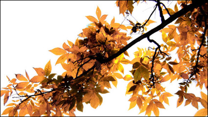 Hermosa Maple Leaf 02 - imagen de alta definicin