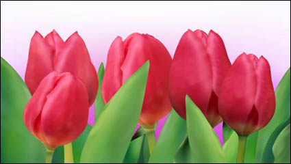 Tulipanes brillantes 01 - vector