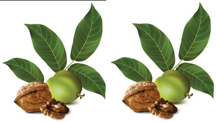 Realista nuez verde 02 - vector