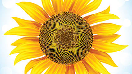 Girasol 05 - vector