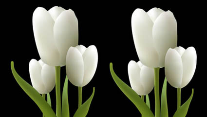 Tulipanes vector