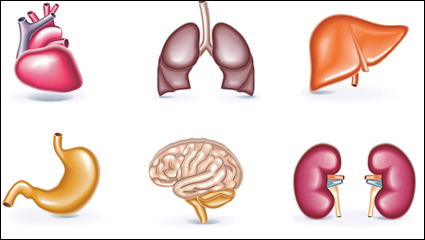 Perspectiva de material humano vector rganos
