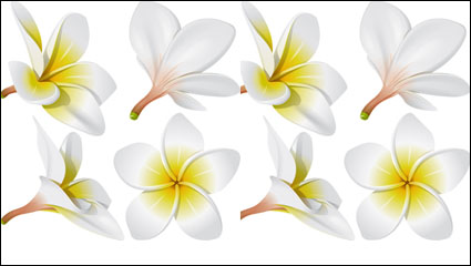 Realista de huevo flor vector de material -01
