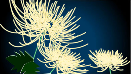 Exquisito crisantemo vector material