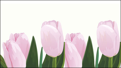 Pink tulipanes vector material