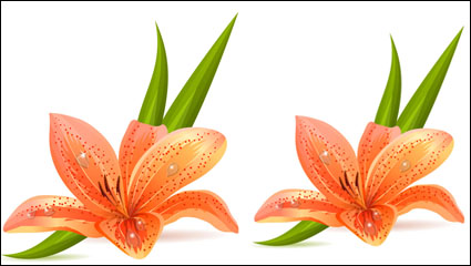 Lirio de vector de material