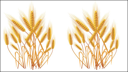 Material amarillo wheatvector - 01