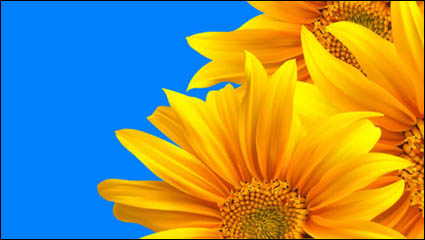 Girasol realista - vector