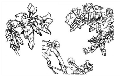 Dianthus superbus, Costas, West House Begonia, Aegiceras, flores de rbano