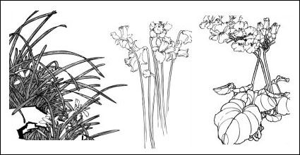Plum, camelia, Cymbidium, narcisos niño, magnolia, albaricoque