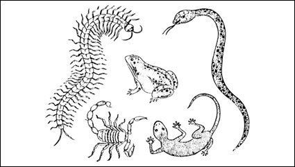 Gecko ciempis escorpiones y serpientes material vector sapo