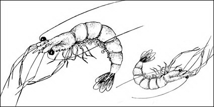 Vector de langosta