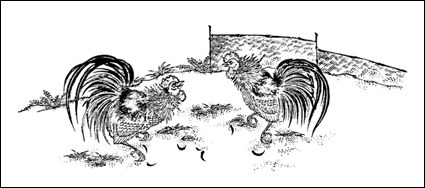 Gallo de pelea material de Vector