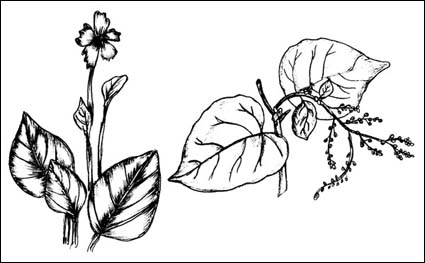 Planta cepillo Vector material