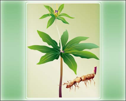 Vector Vegetal
