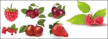 Grandes frutos rojos, fresas vector