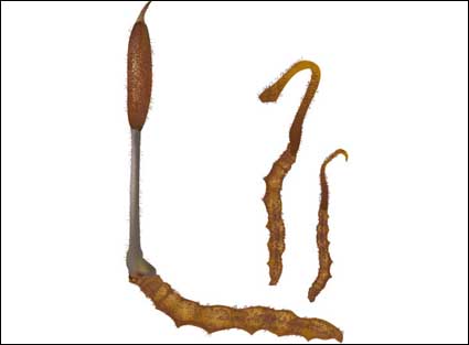 Vectorial de Cordyceps