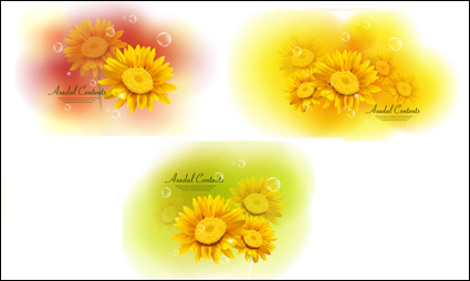 Crisantemo amarillo Dimorphotheca vectoriales Materiales